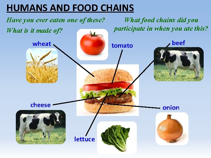 HUMANS AND FOOD CHAINS Have you ever eaten one of these? What is it