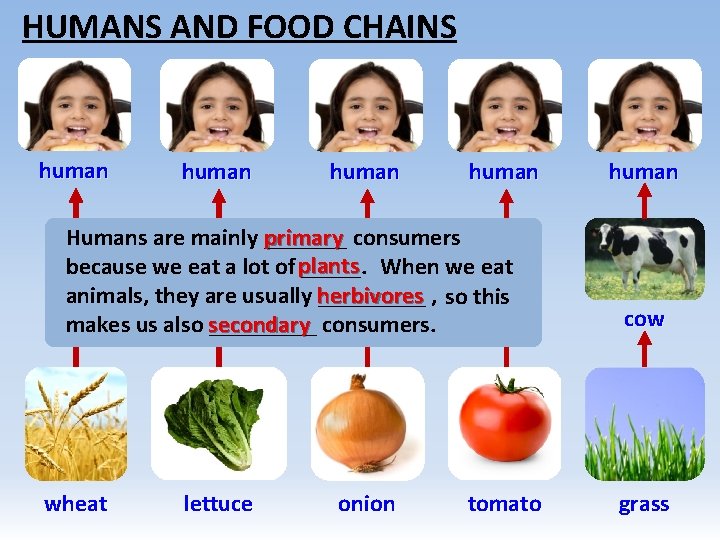 HUMANS AND FOOD CHAINS human Humans are mainly _______ primary consumers because we eat