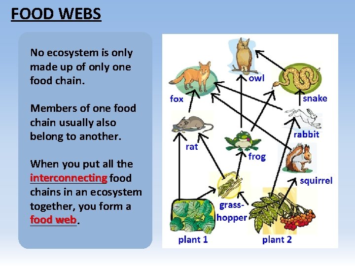 FOOD WEBS No ecosystem is only made up of only one food chain. Members