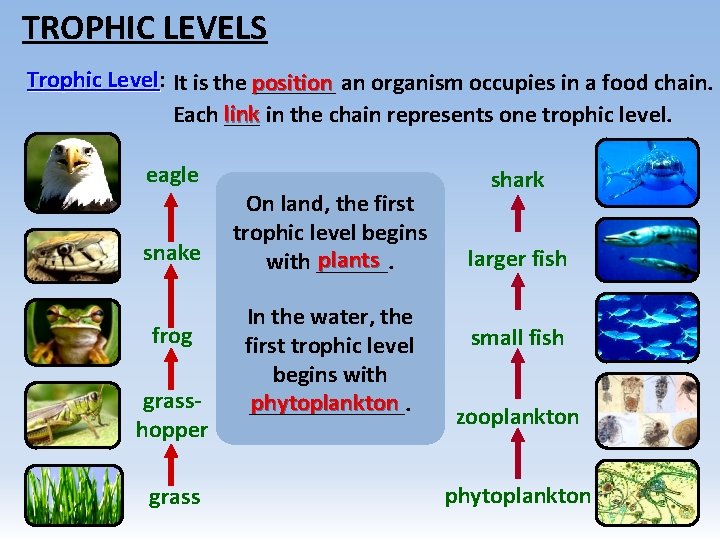 TROPHIC LEVELS Trophic Level: Level It is the position _______ an organism occupies in