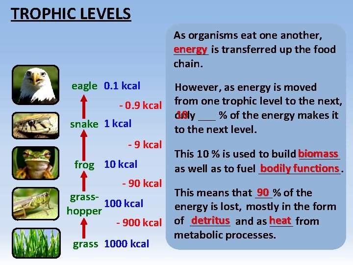 TROPHIC LEVELS As organisms eat one another, energy ______ is transferred up the food