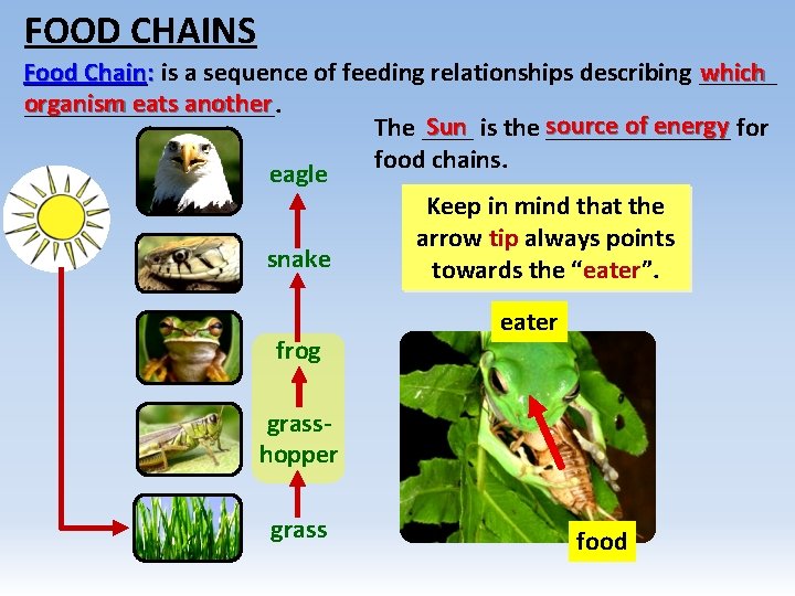 FOOD CHAINS which Food Chain: is a sequence of feeding relationships describing ______ organism
