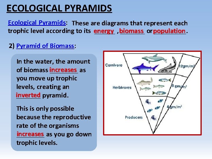 ECOLOGICAL PYRAMIDS Ecological Pyramids: Pyramids These are diagrams that represent each trophic level according