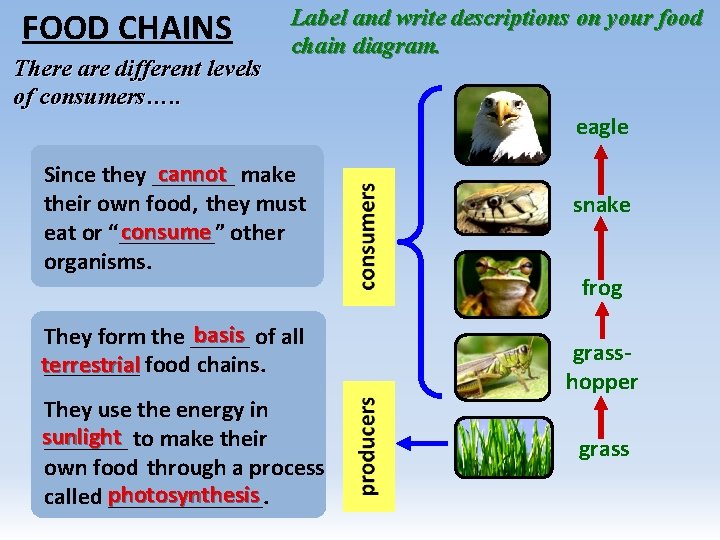 FOOD CHAINS There are different levels of consumers…. . Label and write descriptions on