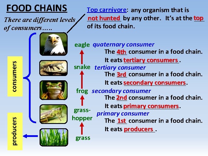 FOOD CHAINS There are different levels of consumers…. . Top carnivore: any organism that