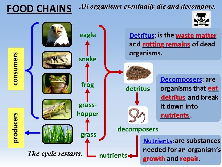 FOOD CHAINS All organisms eventually die and decompose. eagle ______ Detritus: is the waste