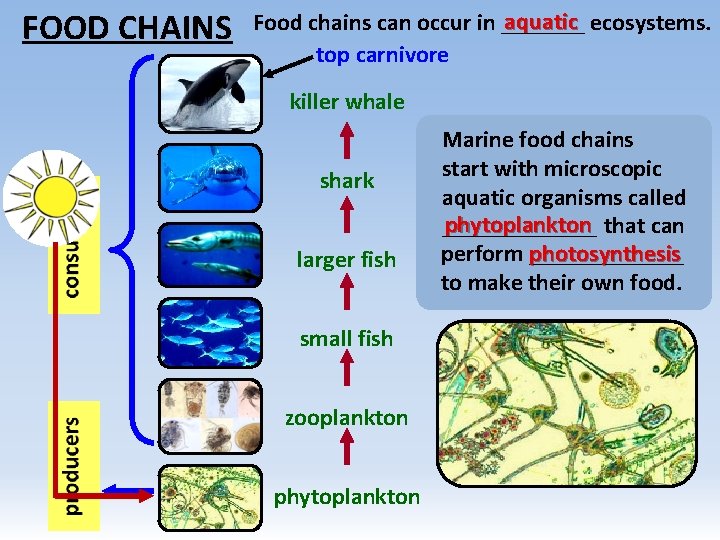 FOOD CHAINS aquatic ecosystems. Food chains can occur in _______ top carnivore killer whale