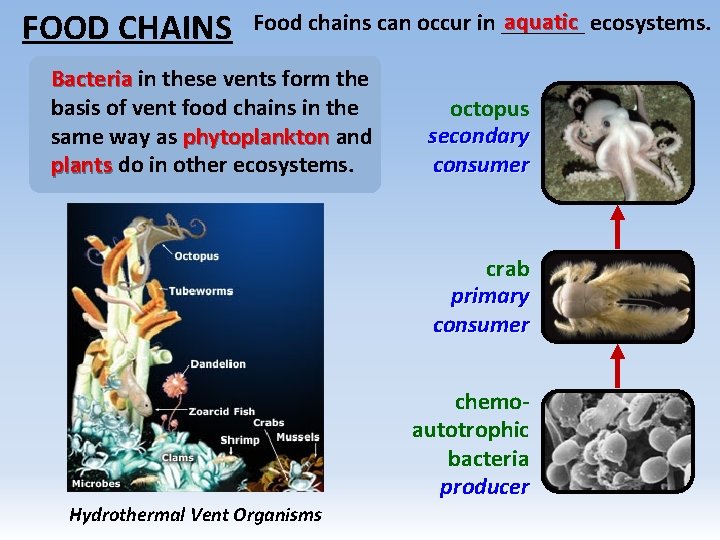 FOOD CHAINS aquatic ecosystems. Food chains can occur in _______ Bacteria in these vents