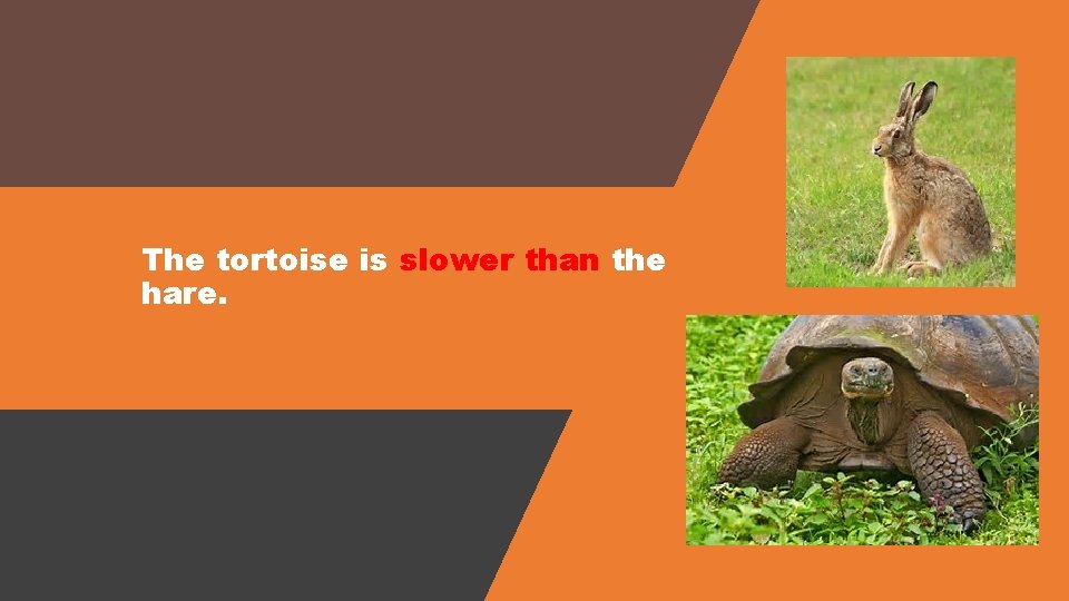 The tortoise is slower than the hare. 