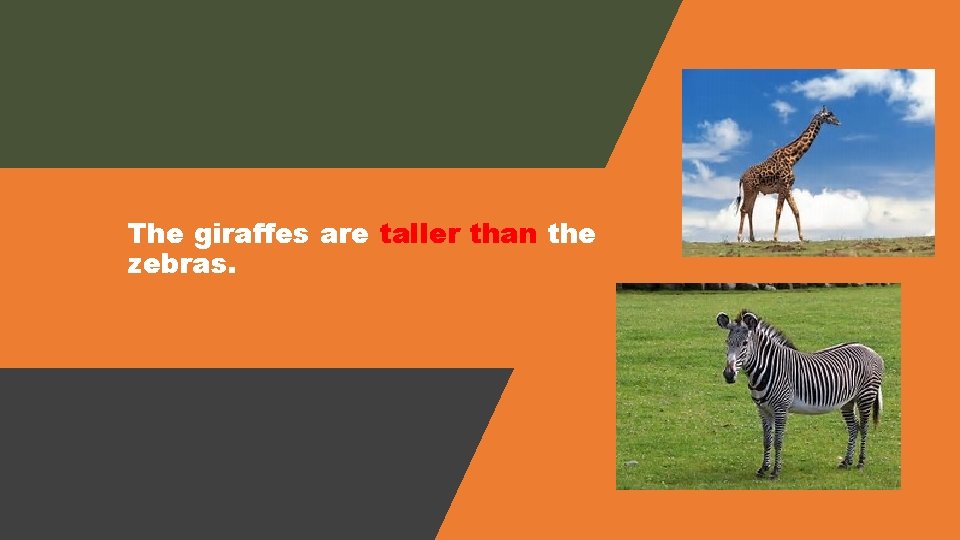 The giraffes are taller than the zebras. 