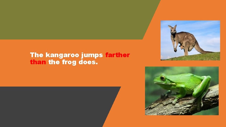 The kangaroo jumps farther than the frog does. 