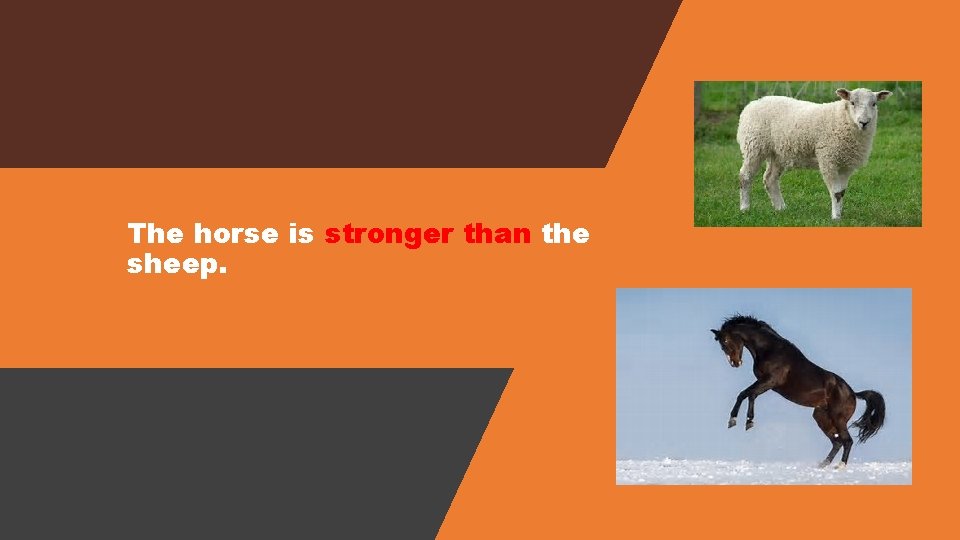 The horse is stronger than the sheep. 