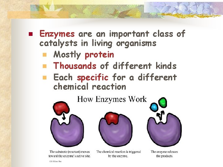 n Enzymes are an important class of catalysts in living organisms n Mostly protein