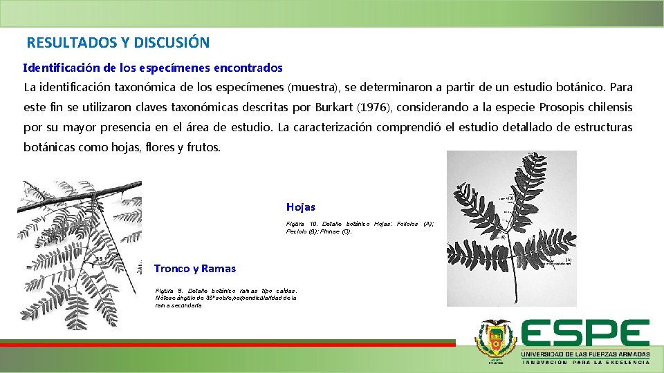 RESULTADOS Y DISCUSIÓN Identificación de los especímenes encontrados La identificación taxonómica de los especímenes