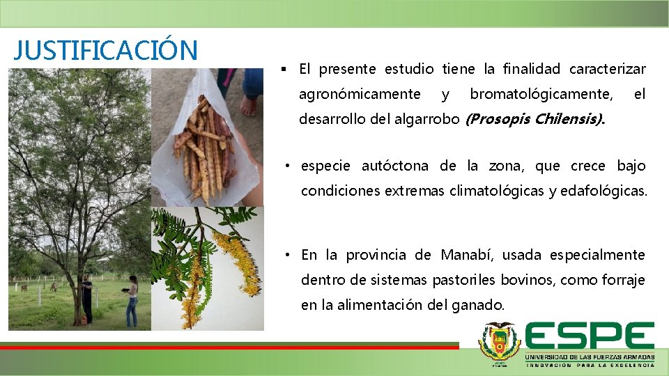 JUSTIFICACIÓN § El presente estudio tiene la finalidad caracterizar agronómicamente y bromatológicamente, el desarrollo