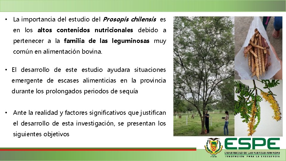  • La importancia del estudio del Prosopis chilensis es en los altos contenidos