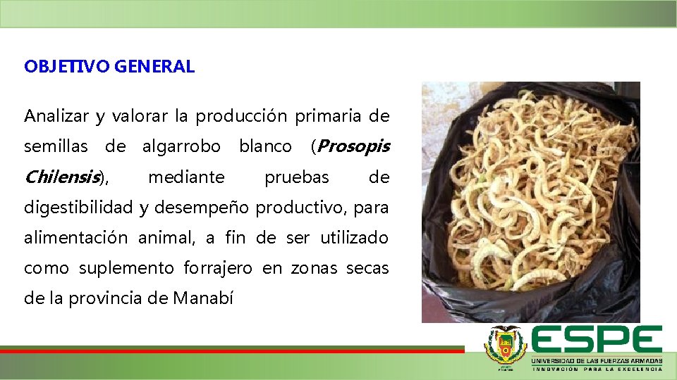 OBJETIVO GENERAL Analizar y valorar la producción primaria de semillas de Chilensis), algarrobo mediante