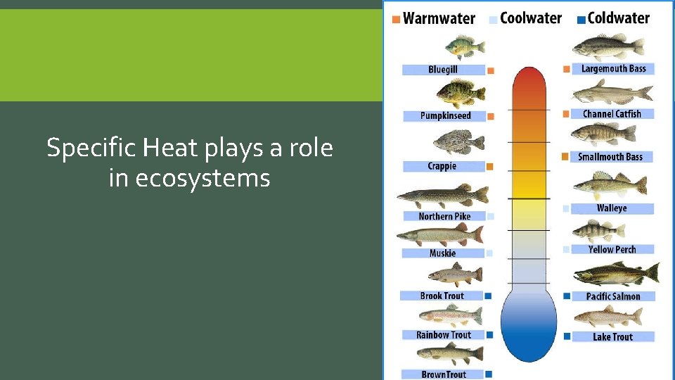 Specific Heat plays a role in ecosystems 