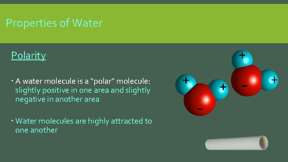 Properties of Water Polarity A water molecule is a “polar” molecule: slightly positive in