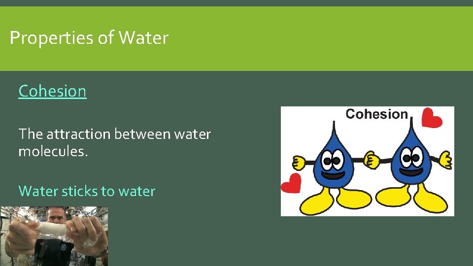 Properties of Water Cohesion The attraction between water molecules. Water sticks to water 