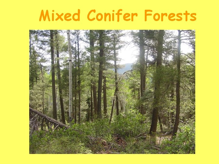 Mixed Conifer Forests 
