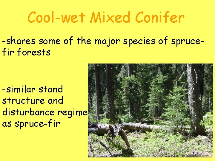 Cool-wet Mixed Conifer -shares some of the major species of sprucefir forests -similar stand