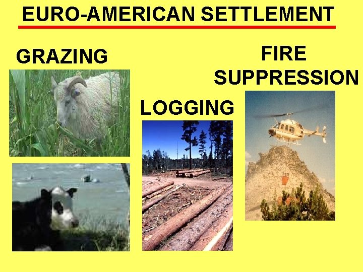 EURO-AMERICAN SETTLEMENT GRAZING FIRE SUPPRESSION LOGGING 