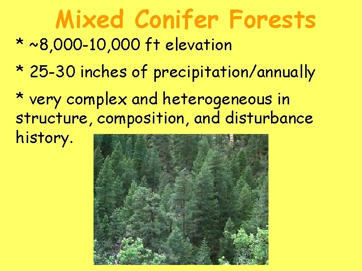 Mixed Conifer Forests * ~8, 000 -10, 000 ft elevation * 25 -30 inches