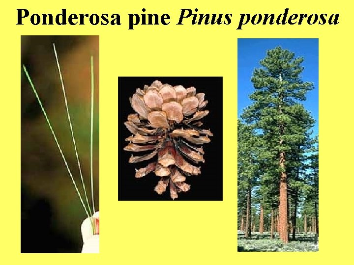 Ponderosa pine Pinus ponderosa 