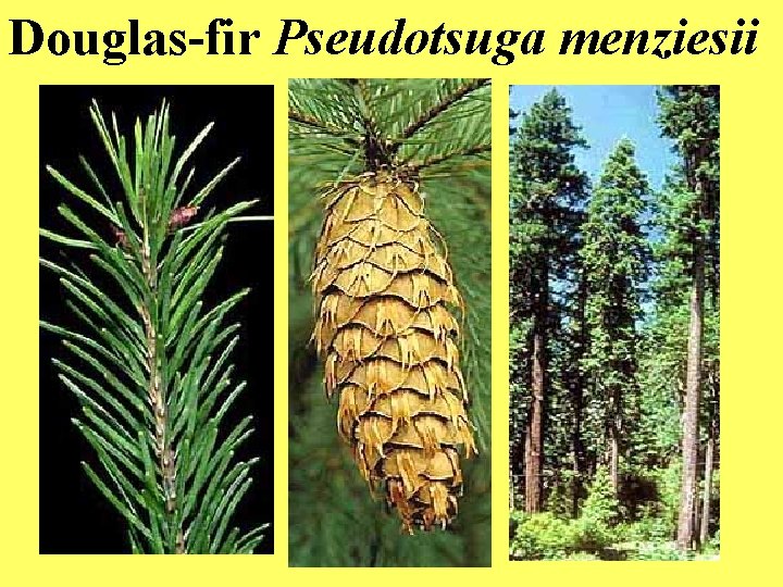 Douglas-fir Pseudotsuga menziesii 