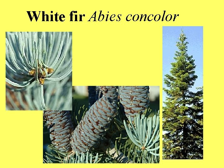 White fir Abies concolor 