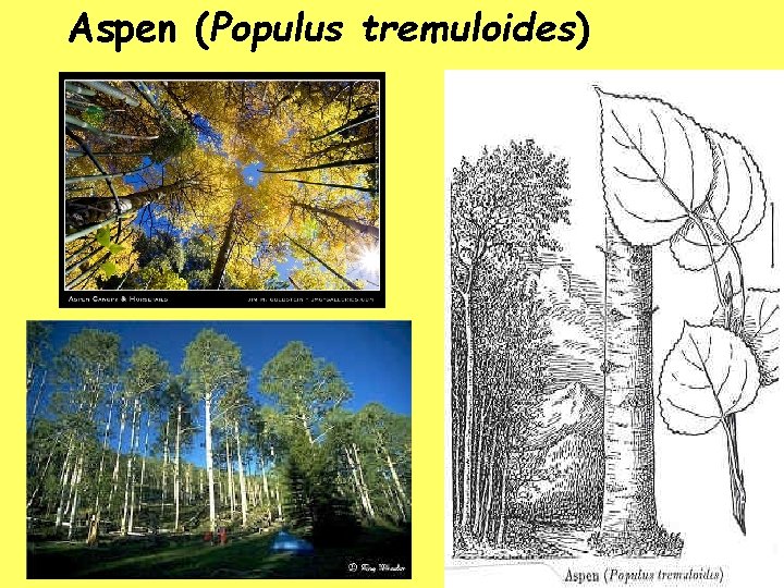Aspen (Populus tremuloides) 