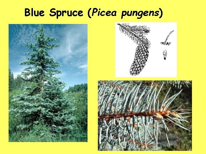 Blue Spruce (Picea pungens) 