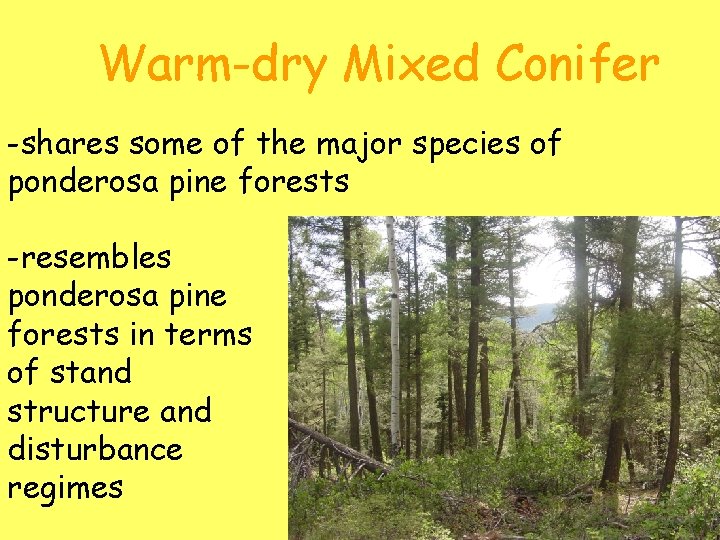 Warm-dry Mixed Conifer -shares some of the major species of ponderosa pine forests -resembles