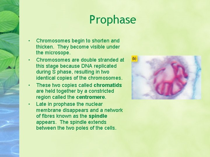 Prophase • • Chromosomes begin to shorten and thicken. They become visible under the
