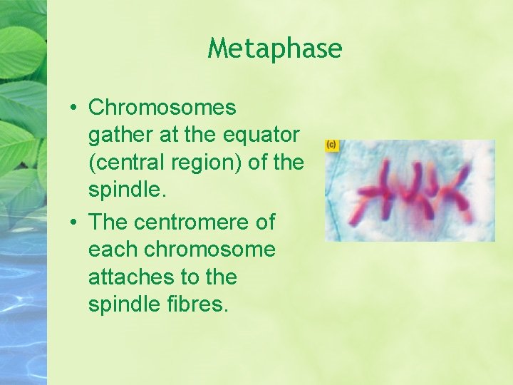 Metaphase • Chromosomes gather at the equator (central region) of the spindle. • The