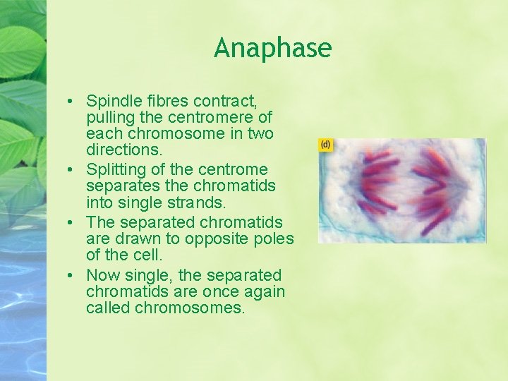 Anaphase • Spindle fibres contract, pulling the centromere of each chromosome in two directions.