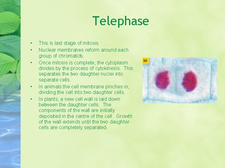 Telephase • • • This is last stage of mitosis. Nuclear membranes reform around