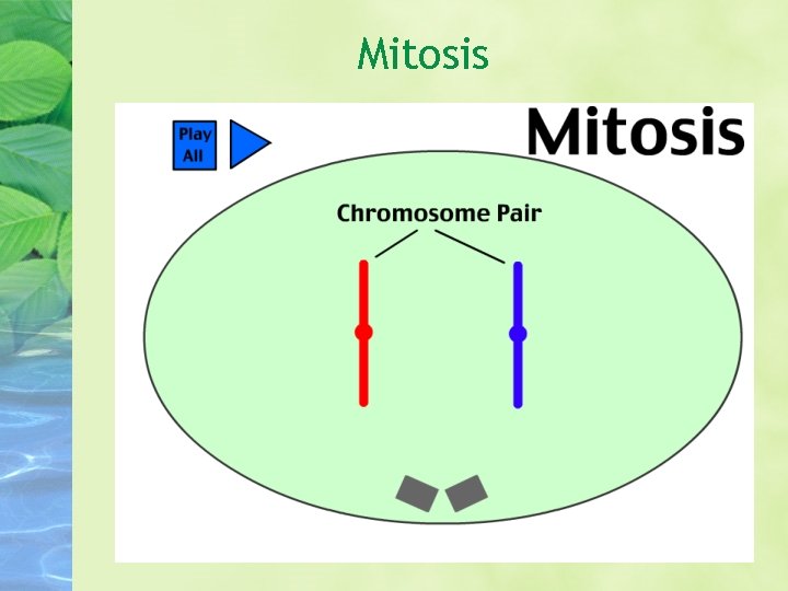 Mitosis 