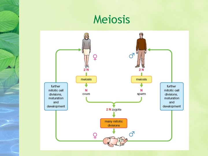 Meiosis 