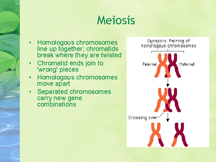Meiosis • Homologous chromosomes line up together; chromatids break where they are twisted •