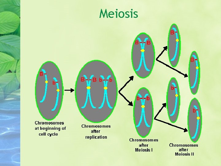 Meiosis 