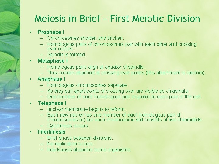 Meiosis in Brief – First Meiotic Division • Prophase I – Chromosomes shorten and