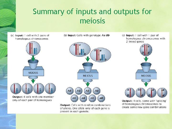 Summary of inputs and outputs for meiosis 