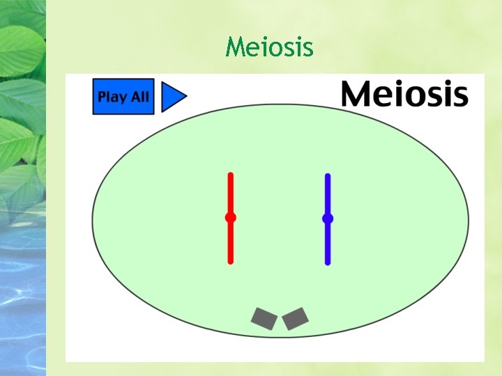 Meiosis 