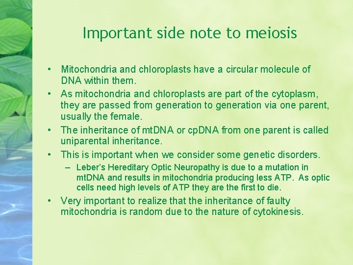 Important side note to meiosis • Mitochondria and chloroplasts have a circular molecule of