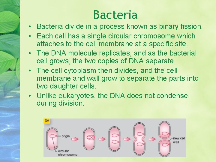 Bacteria • Bacteria divide in a process known as binary fission. • Each cell
