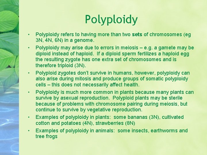 Polyploidy • • • Polyploidy refers to having more than two sets of chromosomes