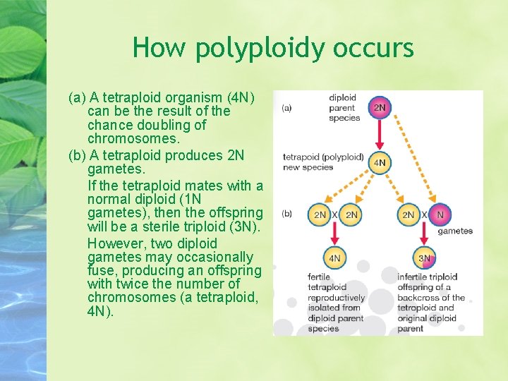 How polyploidy occurs (a) A tetraploid organism (4 N) can be the result of