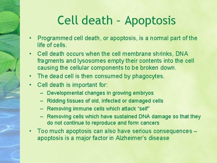 Cell death – Apoptosis • Programmed cell death, or apoptosis, is a normal part